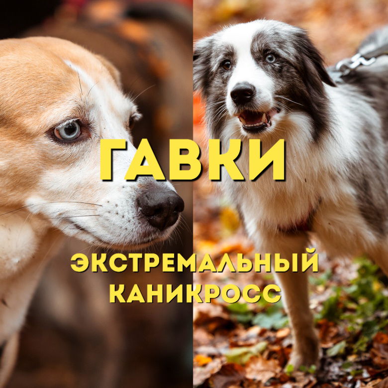 Гавки Ночной Забег с препятствиями — Московская область